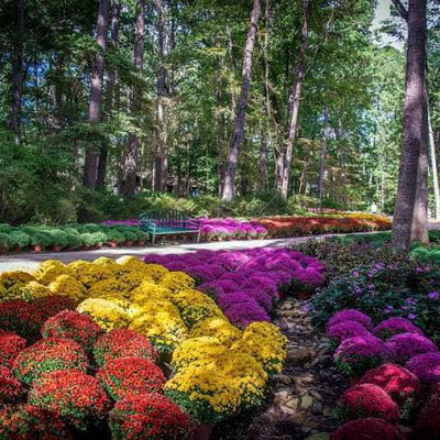 Bloom with Community at Garvan Woodland Gardens Accessibility Day ...